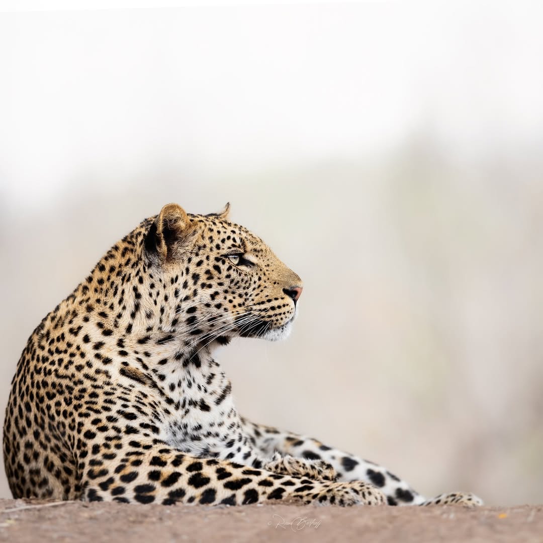 Big Five Masai Mara